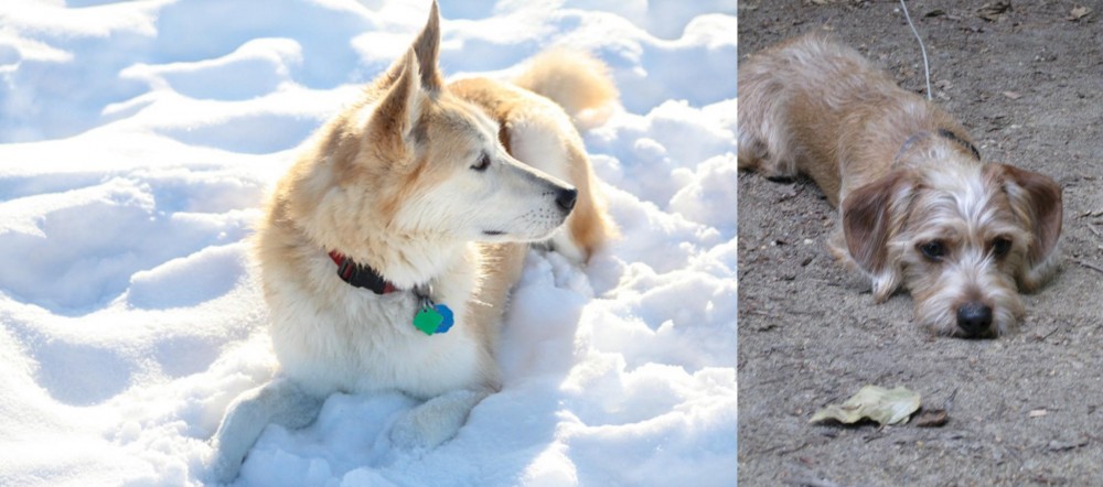 Schweenie vs Labrador Husky - Breed Comparison