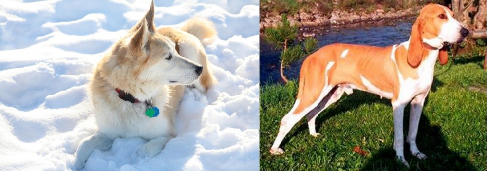 Schweizer Laufhund vs Labrador Husky - Breed Comparison