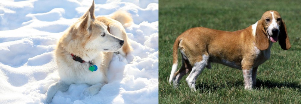 Schweizer Niederlaufhund vs Labrador Husky - Breed Comparison