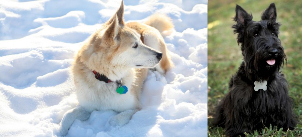 Scoland Terrier vs Labrador Husky - Breed Comparison