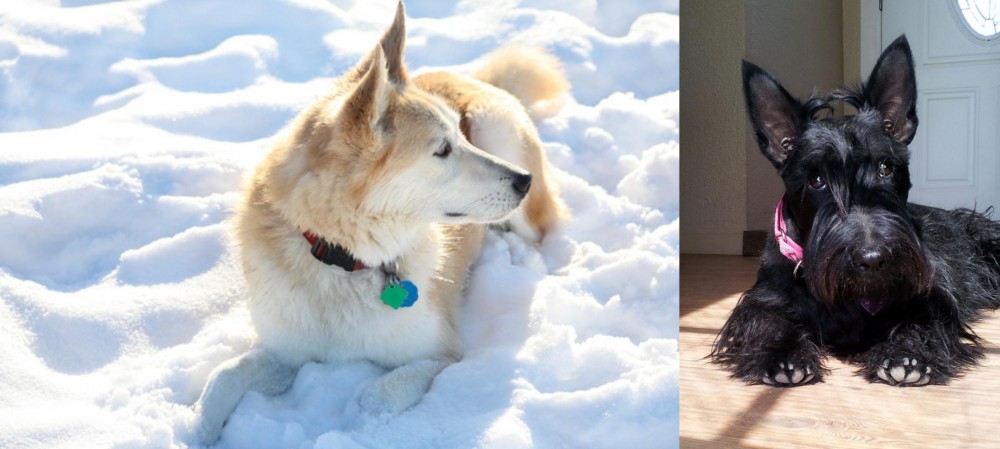 Scottish Terrier vs Labrador Husky - Breed Comparison