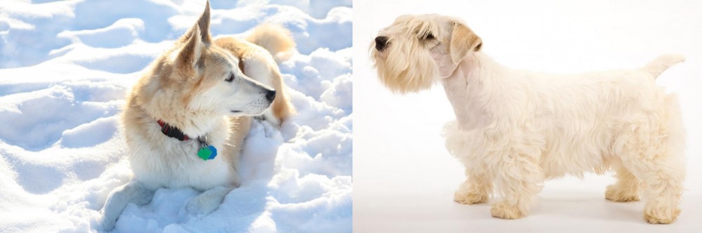 Sealyham Terrier vs Labrador Husky - Breed Comparison