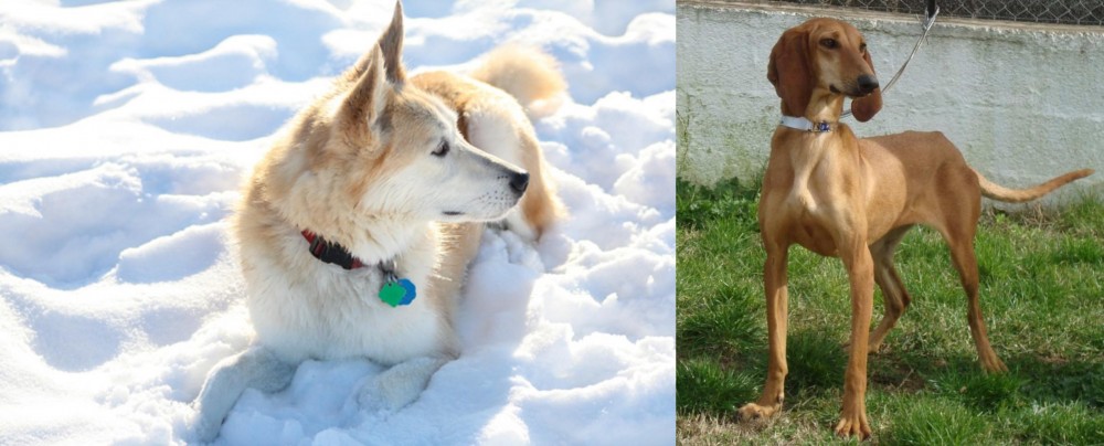 Segugio Italiano vs Labrador Husky - Breed Comparison