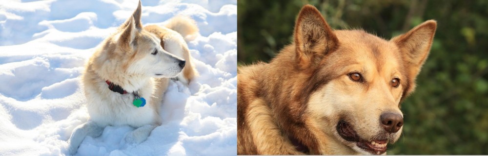 Seppala Siberian Sleddog vs Labrador Husky - Breed Comparison
