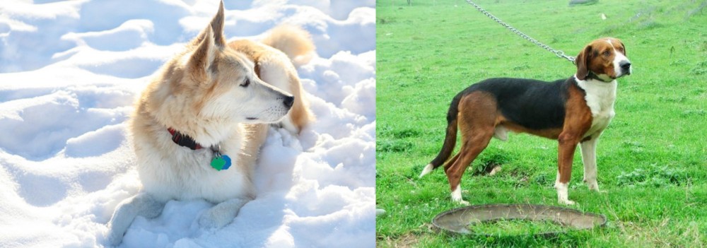 Serbian Tricolour Hound vs Labrador Husky - Breed Comparison
