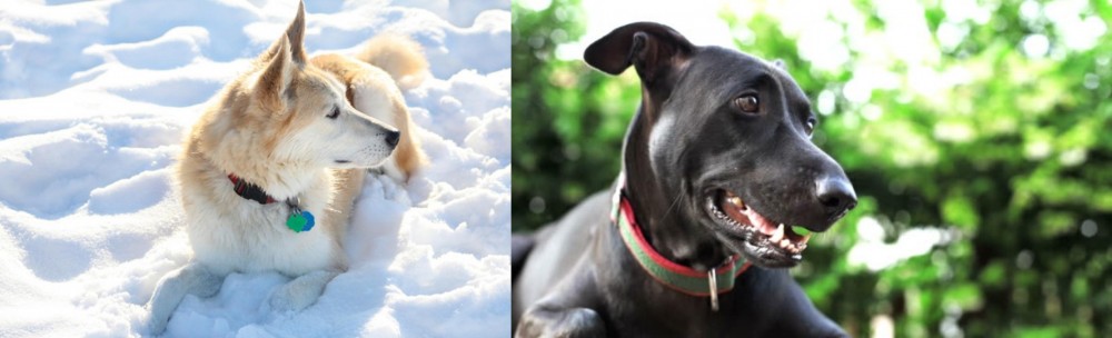 Shepard Labrador vs Labrador Husky - Breed Comparison