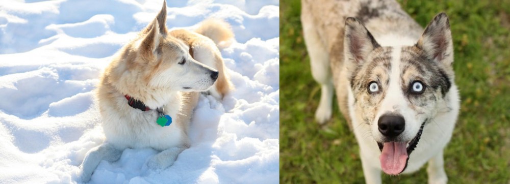 Shepherd Husky vs Labrador Husky - Breed Comparison