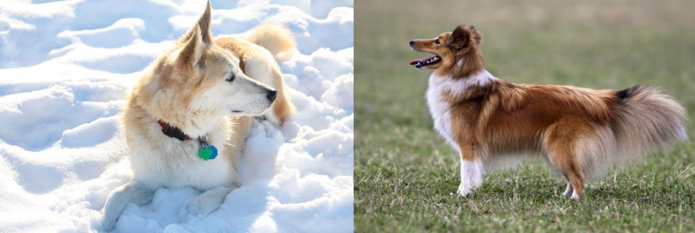 Shetland Sheepdog vs Labrador Husky - Breed Comparison