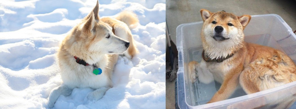 Shiba Inu vs Labrador Husky - Breed Comparison
