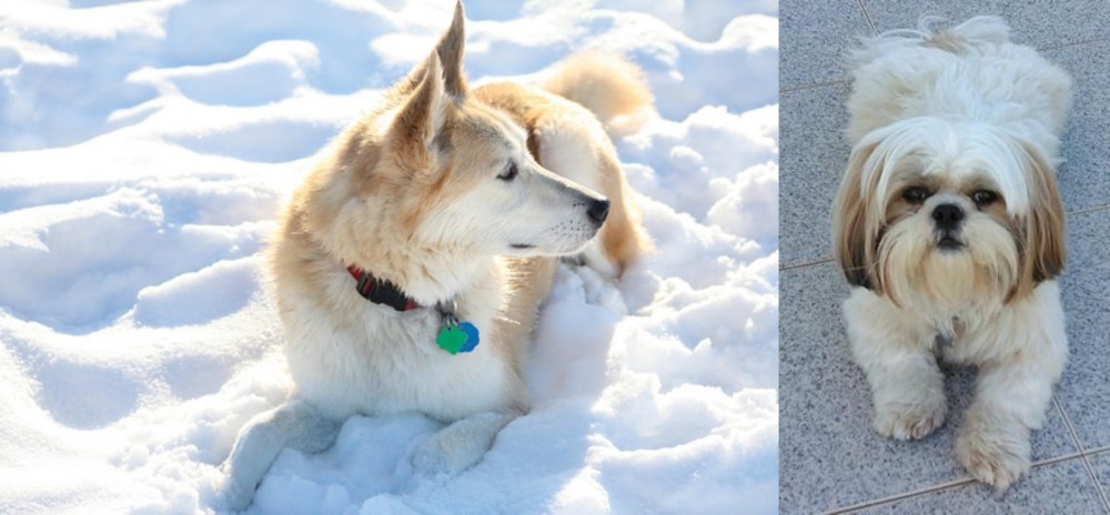 Shih Tzu vs Labrador Husky - Breed Comparison