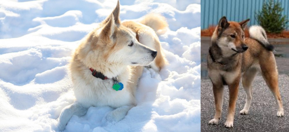 Shikoku vs Labrador Husky - Breed Comparison