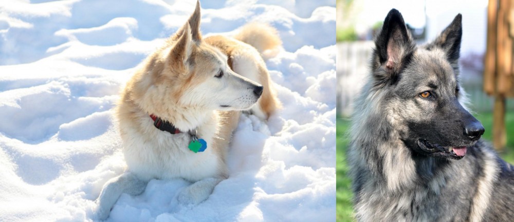 Shiloh Shepherd vs Labrador Husky - Breed Comparison