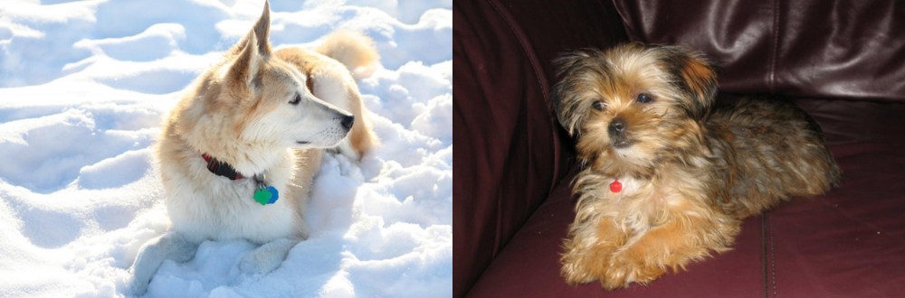 Shorkie vs Labrador Husky - Breed Comparison