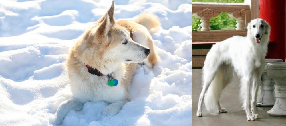 Silken Windhound vs Labrador Husky - Breed Comparison