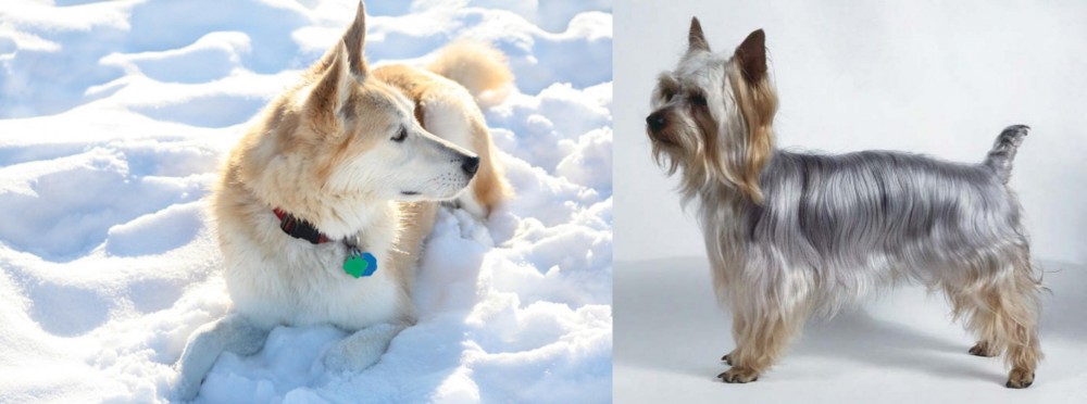 Silky Terrier vs Labrador Husky - Breed Comparison