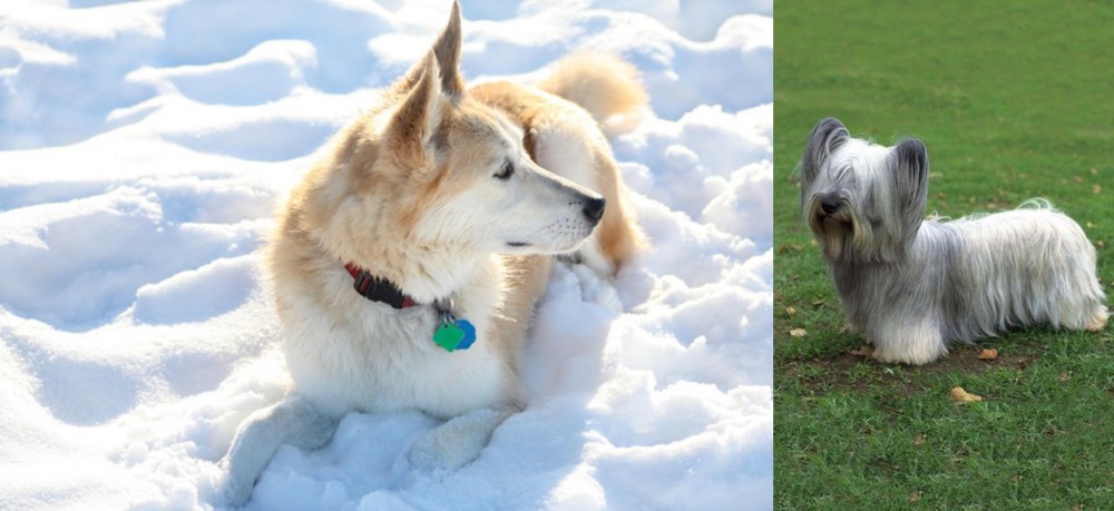 Skye Terrier vs Labrador Husky - Breed Comparison