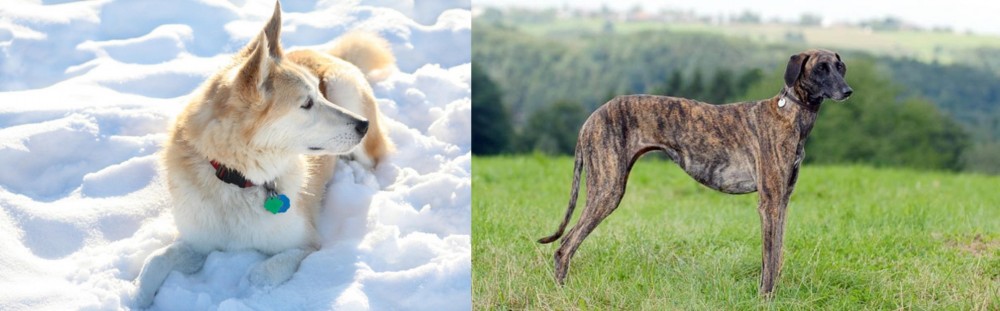 Sloughi vs Labrador Husky - Breed Comparison