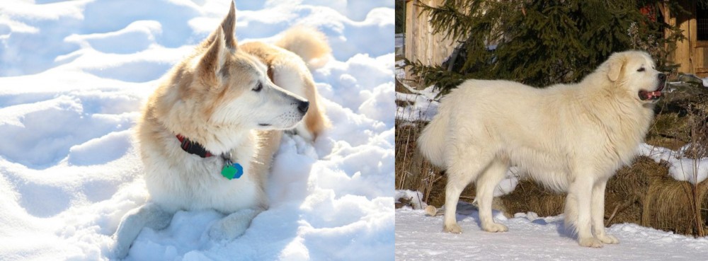 Slovak Cuvac vs Labrador Husky - Breed Comparison