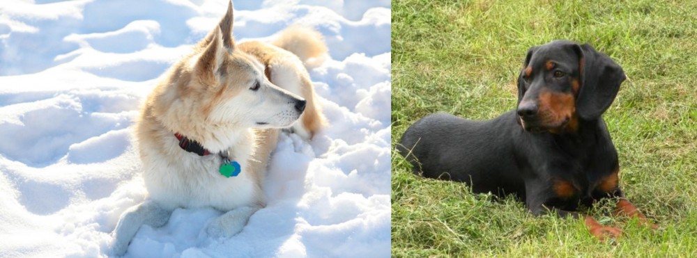 Slovakian Hound vs Labrador Husky - Breed Comparison