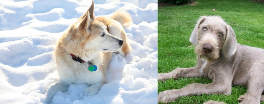 Slovakian Rough Haired Pointer vs Labrador Husky - Breed Comparison