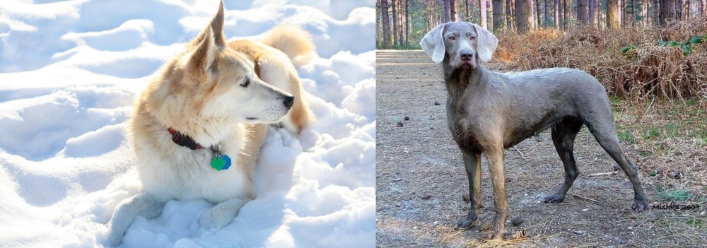 Slovensky Hrubosrsty Stavac vs Labrador Husky - Breed Comparison