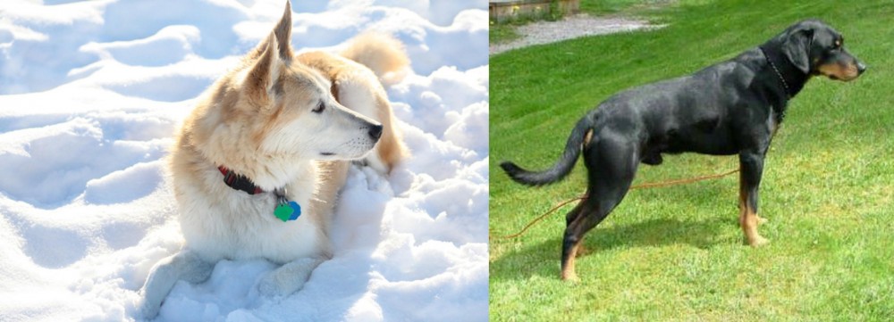 Smalandsstovare vs Labrador Husky - Breed Comparison