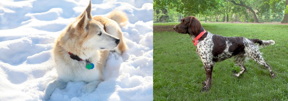Small Munsterlander vs Labrador Husky - Breed Comparison