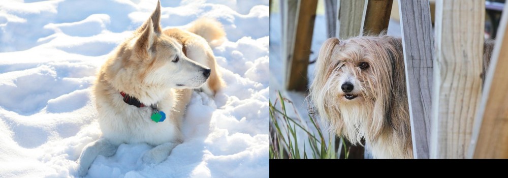Smithfield vs Labrador Husky - Breed Comparison