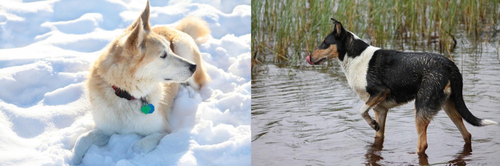 Smooth Collie vs Labrador Husky - Breed Comparison