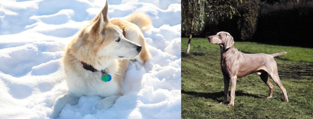 Smooth Haired Weimaraner vs Labrador Husky - Breed Comparison