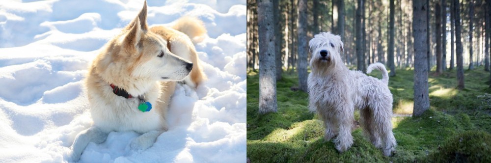 Soft-Coated Wheaten Terrier vs Labrador Husky - Breed Comparison