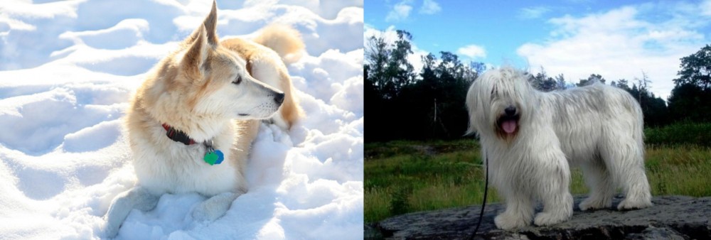 South Russian Ovcharka vs Labrador Husky - Breed Comparison