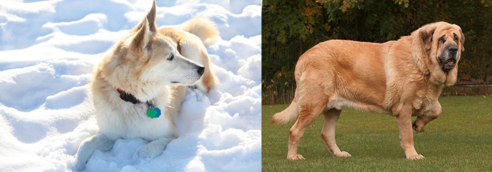 Spanish Mastiff vs Labrador Husky - Breed Comparison
