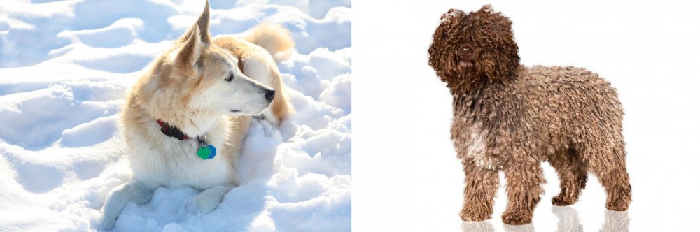 Spanish Water Dog vs Labrador Husky - Breed Comparison