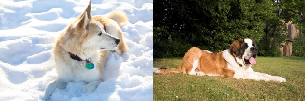 St. Bernard vs Labrador Husky - Breed Comparison