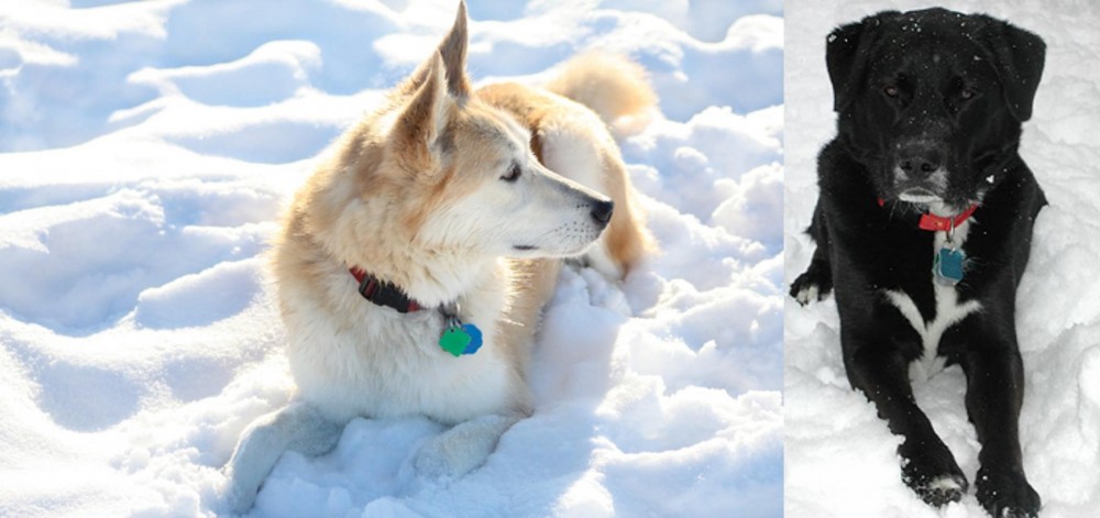 St. John's Water Dog vs Labrador Husky - Breed Comparison