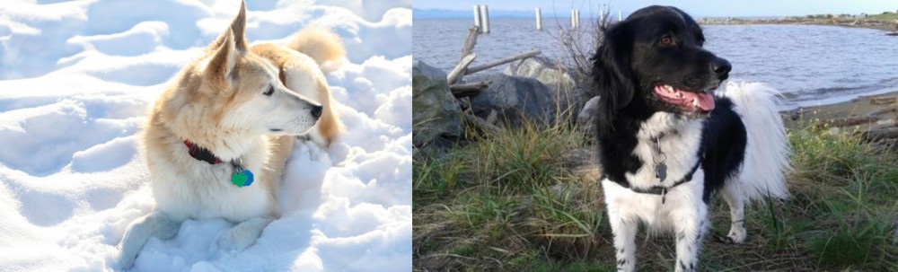 Stabyhoun vs Labrador Husky - Breed Comparison