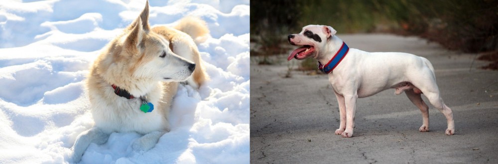 Staffordshire Bull Terrier vs Labrador Husky - Breed Comparison
