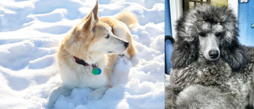 Standard Poodle vs Labrador Husky - Breed Comparison