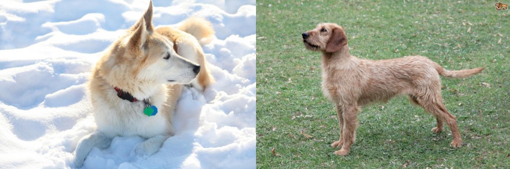 Styrian Coarse Haired Hound vs Labrador Husky - Breed Comparison