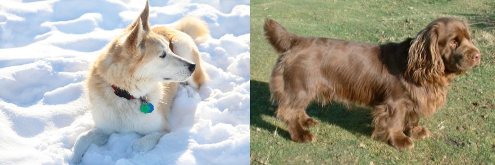 Sussex Spaniel vs Labrador Husky - Breed Comparison