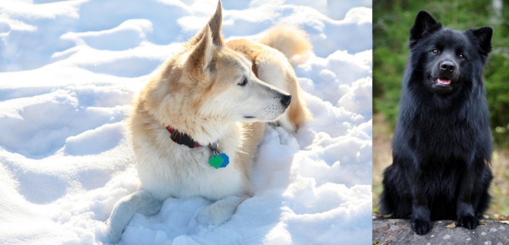 Swedish Lapphund vs Labrador Husky - Breed Comparison