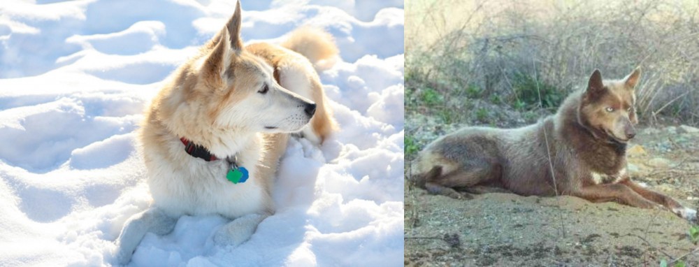 Tahltan Bear Dog vs Labrador Husky - Breed Comparison