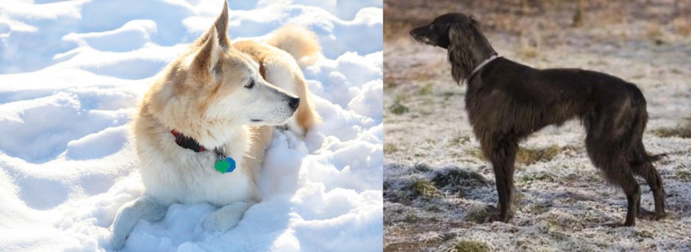 Taigan vs Labrador Husky - Breed Comparison