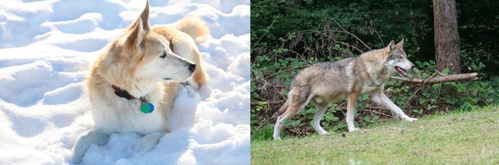 Tamaskan vs Labrador Husky - Breed Comparison
