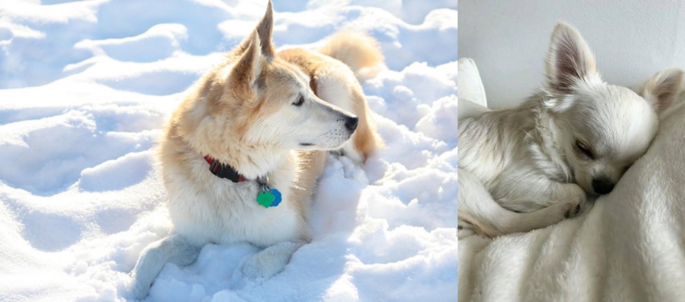 Tea Cup Chihuahua vs Labrador Husky - Breed Comparison