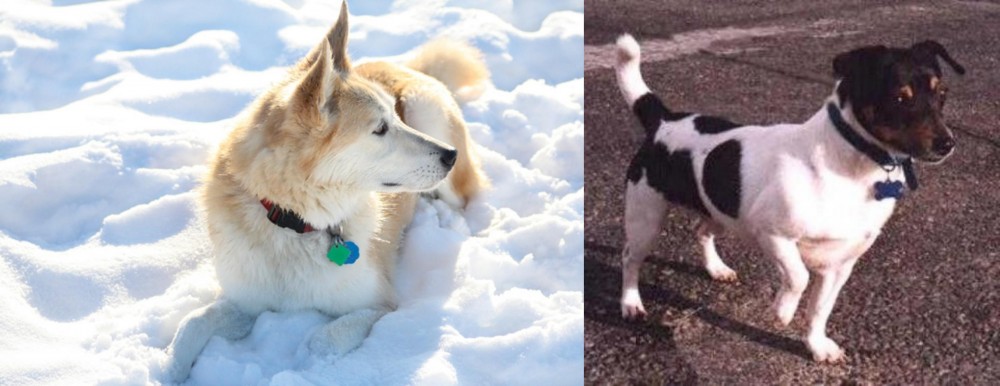 Teddy Roosevelt Terrier vs Labrador Husky - Breed Comparison