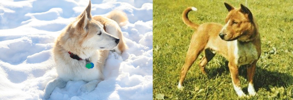 Telomian vs Labrador Husky - Breed Comparison