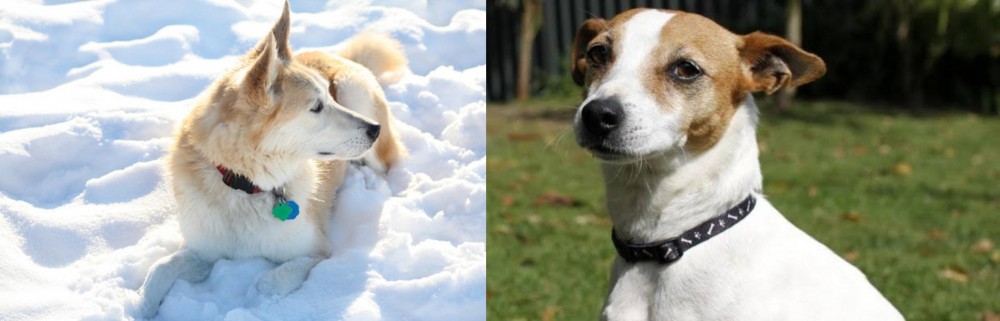 Tenterfield Terrier vs Labrador Husky - Breed Comparison