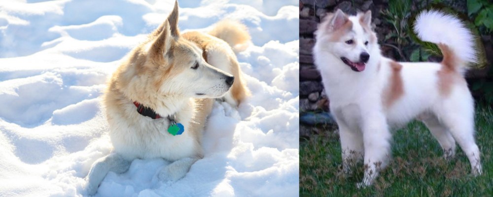 Thai Bangkaew vs Labrador Husky - Breed Comparison